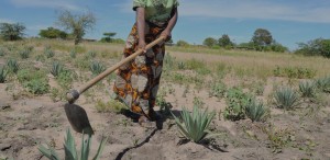 landbouw-in-droog-afrika